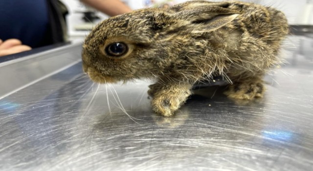 Yaralı yavru tavşan tedavi edildi