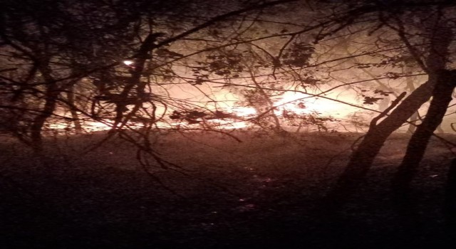 Adanada orman yangını