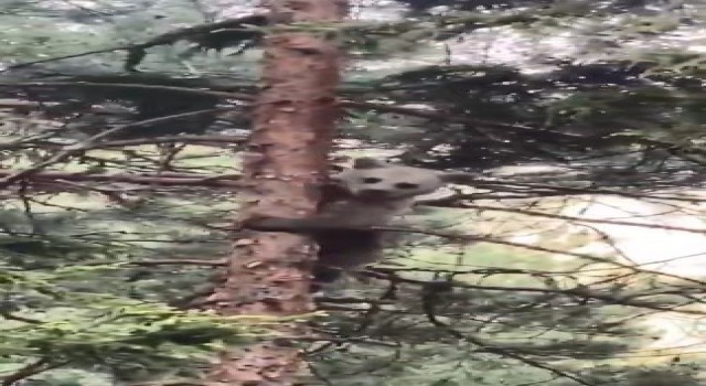 Artvinde minik ayı yavrusunun ağaçtaki sinirli görüntüsü ve ağaçtan inişi cep telefonu kameralarına yansıdı