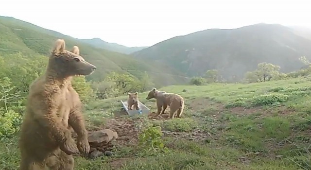 Bakan Pakdemirliden su yalağında oynayan ayılarla ilgili Halinden memnun” paylaşımı
