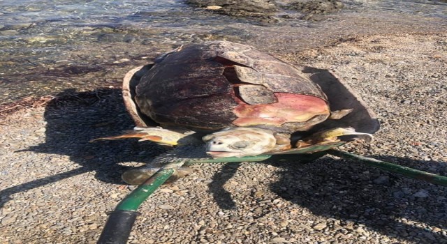 Bodrumda sahilde ölü deniz kaplumbağası bulundu