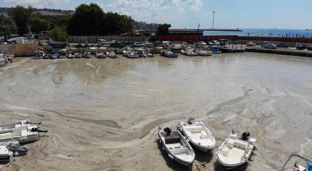 Bu görüntüler Tekirdağdan: Denizde salya çölü