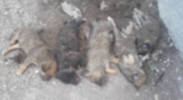 Çankırıda mezarlık içerisinde ölü yavru köpek iddiası