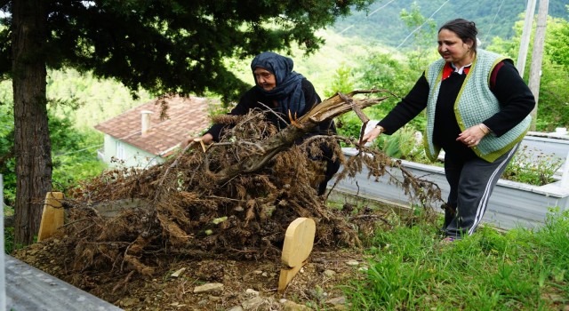 Ceset yiyen ayı, yeniden ortaya çıktı