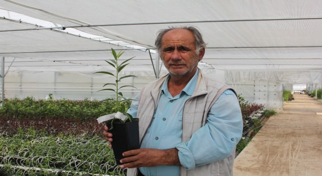 Emekli akademisyen modern sera kurdu, topraksız meyve fidanı üretiyor
