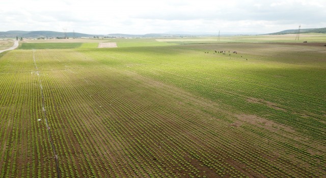 Eskişehirde bu sulama sezonunda ekonomiye 900 milyon 250 bin liralık katkı hedefleniyor