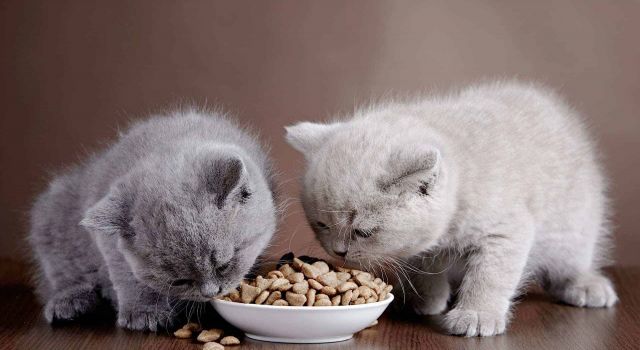 Kedi Maması Alırken Uzmanların Dikkate Aldığı 3 Kriter