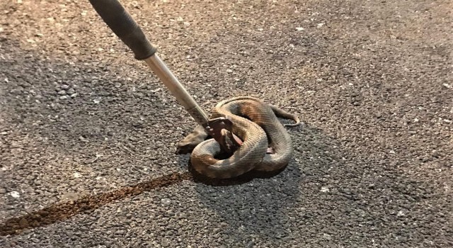 Mahalle içerisinde görülen yılan korkuttu