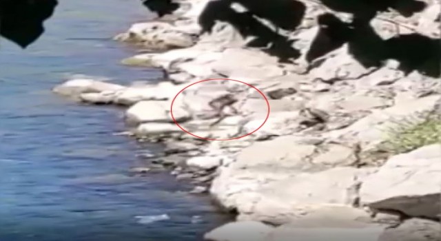 Nesli tükenme tehlikesi altındaki su samuru Fırat Nehrinde görüntülendi