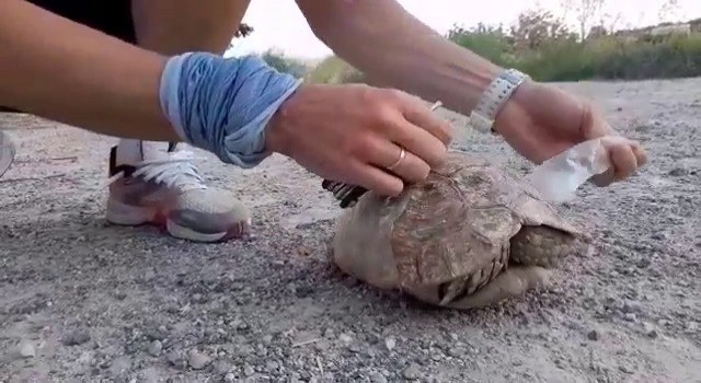 Siirtte plastik şişeye sıkışan kaplumbağa vatandaşlar tarafından kurtarıldı