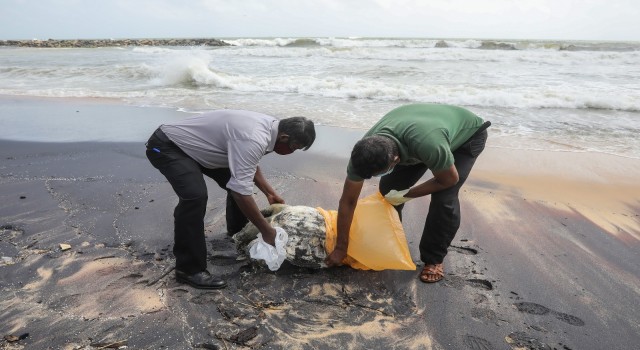 Sri Lankada gemi yangınının etkileri sürüyor: Ölü kaplumbağalar kıyıya vurdu