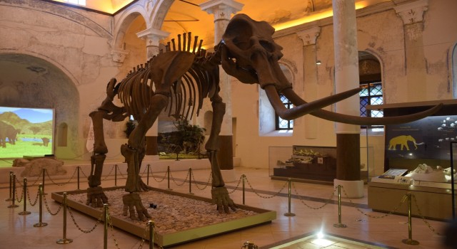 2 milyon yıllık Güney Fili fosilleri Doğa Tarih Müzesinde sergileniyor