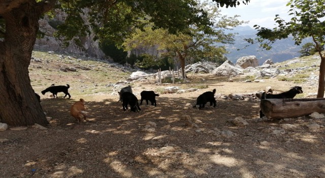 AFAD ekipleri dağda mahsur kalan 4 keçiyi kurtardı