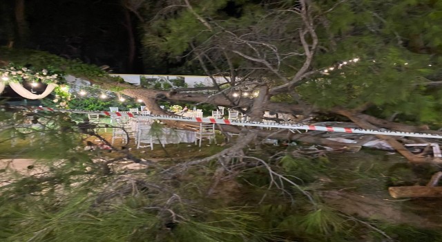 Antalyada düğün sırasında ağaç devrildi: 1 ölü, 7 yaralı