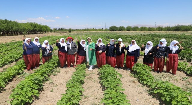 Battalgazinin gönüllü kadınları, ilk hasatlarını topladı