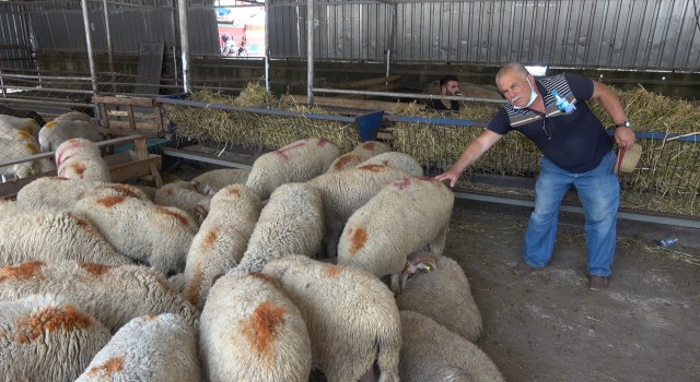 “Hastalıktan ari bölge” olan Kırklareli kurbanlığına yoğun ilgi