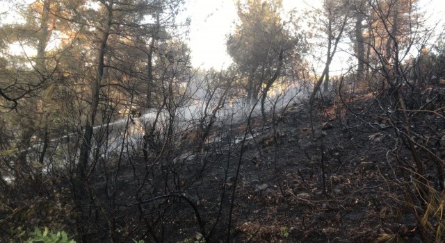 Somadaki orman yangını kontrol altına alındı