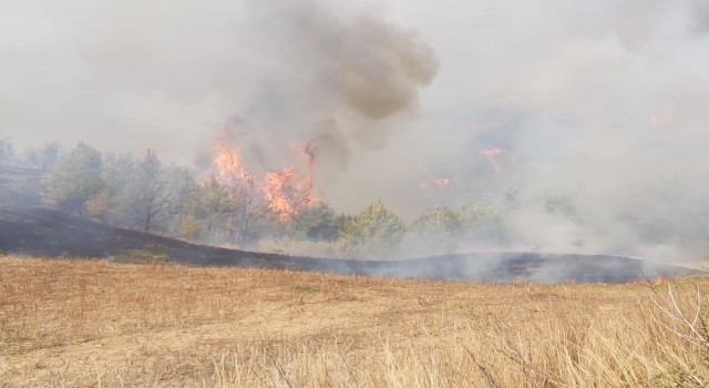 Adanada anız yangını ormana sıçradı