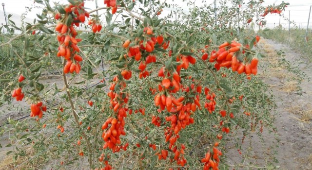 Faydası saymakla bitmeyen Goji Berry Güründe yetiştiriliyor