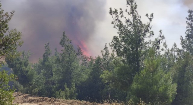 Orman yangını bir mahalleyi tehdit ediyor