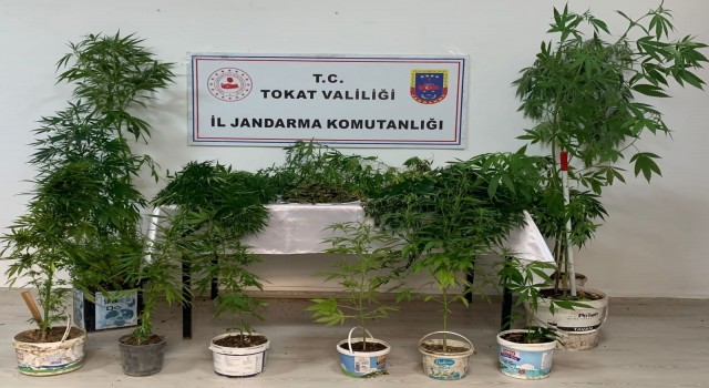 Tokatta uyuşturucu madde operasyonları: 3 gözaltı