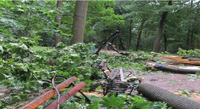 Ukraynada fırtınada bankta oturanların üstüne ağaç devrildi: 2 ölü