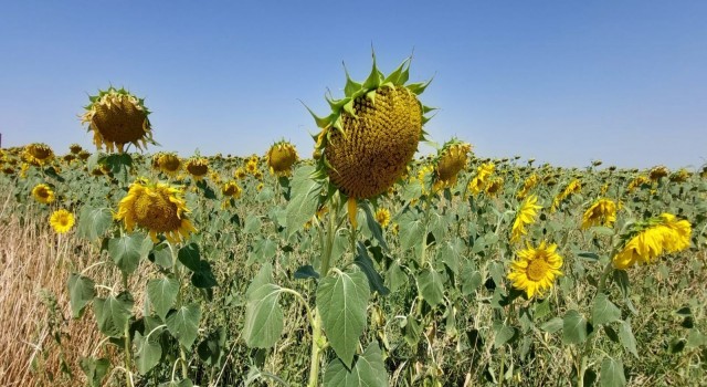 Yerli ve milli ayçiçeği tohumu 2022de dünya piyasasına çıkıyor