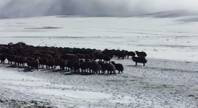 Ardahanda kar ve tipide mahsur kalan yaylacılar ve koyun sürüsü kurtarıldı
