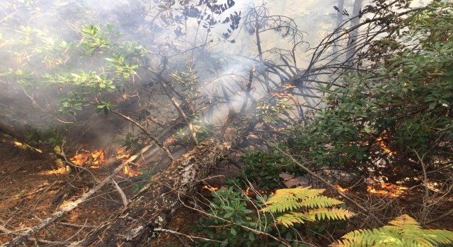 Balıkesirde yıldırımın düştüğü ormanlık alanda yangın