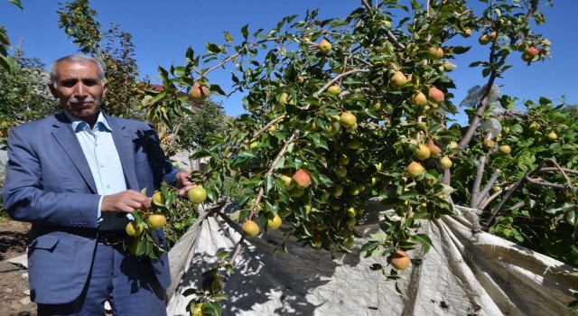 Devlet desteğiyle kurulan elma bahçelerinden 30 bin ton meyve bekleniyor