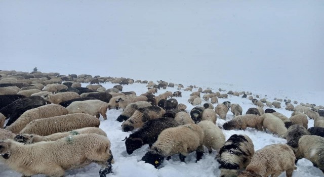 Doğu Karadeniz Yaylalarında erken görülen kar yağışı en çok onları etkiledi