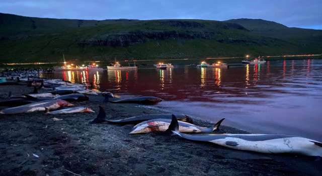 Faroe Adalarındaki festivalde bin 428 balina ve yunus öldürüldü