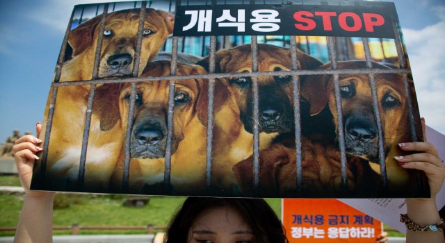 Güney Korede köpek eti tüketimi yasaklanabilir