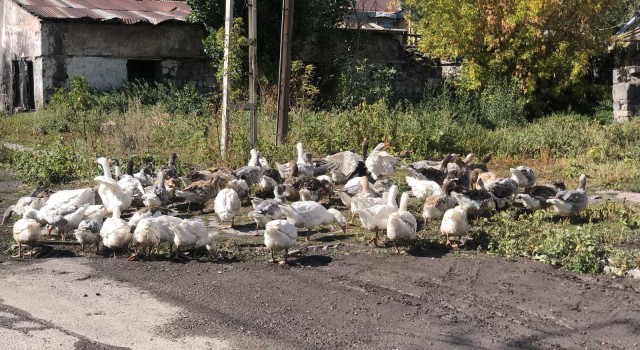 Karsta kazlar sofralara pahalı gelecek