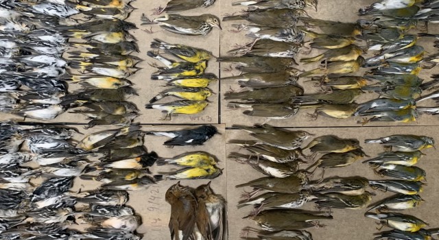 New Yorkta yüzlerce kuş gökdelenlere çarparak öldü
