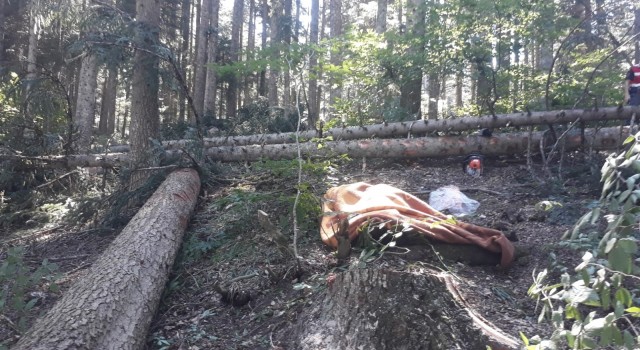 Orman işçisi kestiği ağacın altında hayatını kaybetti