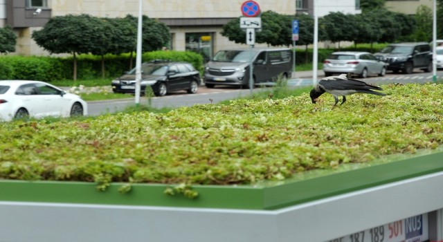 Polonyada otobüs duraklarının çatılarına “mini bahçe” yapıldı