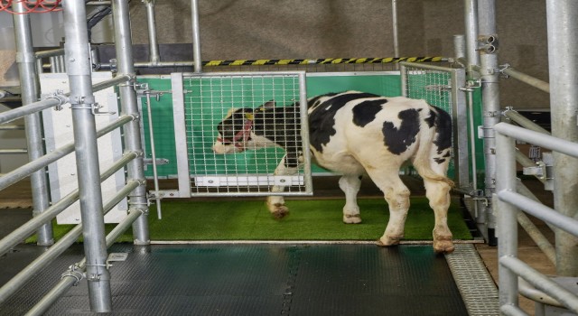 Sera gazı emisyonunu azaltmak için ineklere tuvalet eğitimi verildi