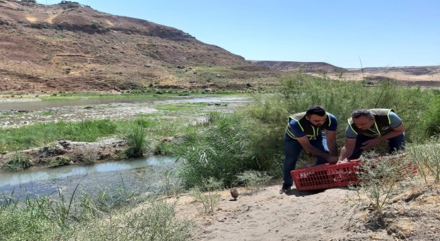 Siirtte kene avcısı bin 60 sülün doğaya salındı