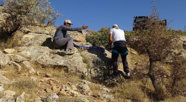 Tehlikeye aldırmadan uçurumlardan kaya balı topluyorlar