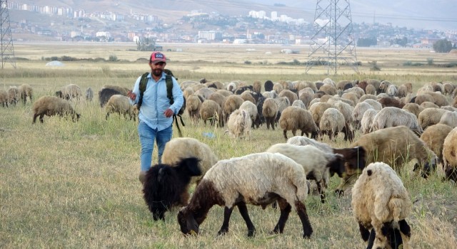 Yüksekovada etkisini sürdüren kuraklık çobanları da vurdu