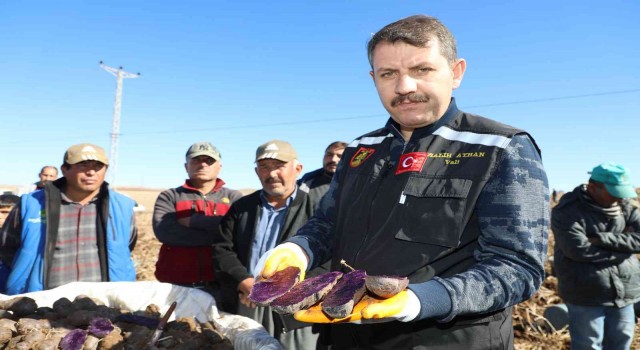 30 dekar tarlada üretildi, tüm Türkiyenin ihtiyacı karşılanıyor