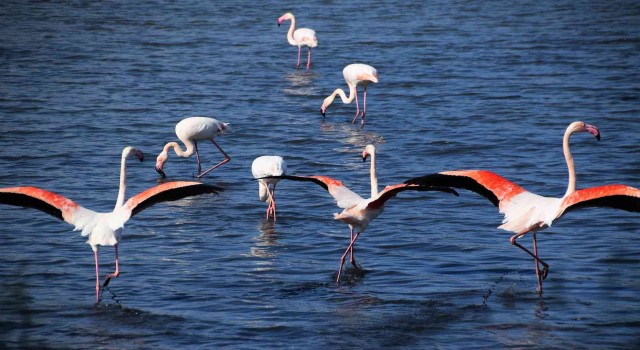 Aliağada flamingoların görüntüsü hayran bırakıyor