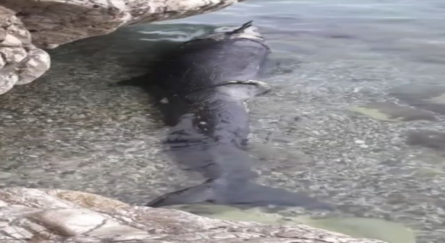 Antalyada kıyıya yalancı katil balina ölüsü vurdu