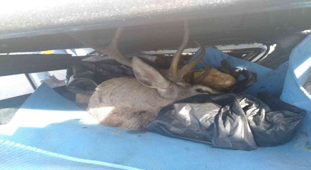 Avcıların kamyoneti takla attı, bagajda avlanması yasak geyik bulundu