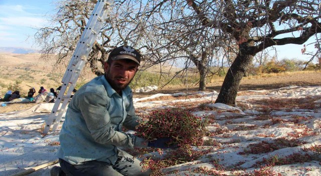 Fiyatı altınla yarışıyor, hasadına başlandı