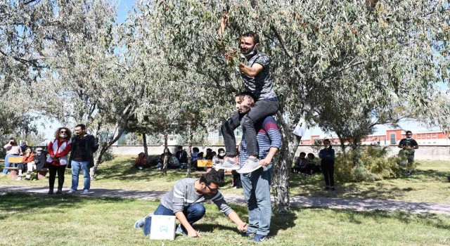İğde hasat şenliğinde iğde toplayıp kıyasıya yarıştılar