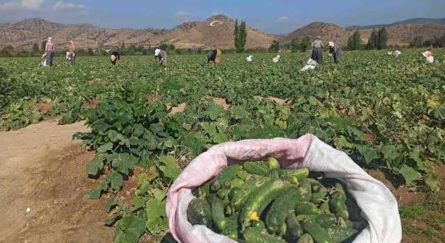 İzmirde salatalık üreticileri dertli
