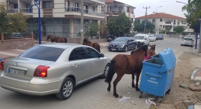Manisada sokak hayvanlarına yılkı atları da eklendi
