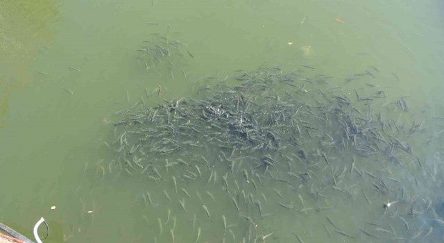 Nifrit Deresinde balıklar kirlilikten oksijensiz kaldı